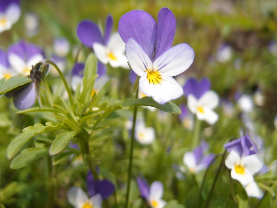 Keto-orvokin kukka on sinipunainen, keltainen ja valkoinen.