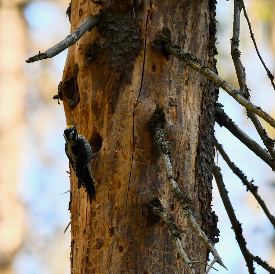 Pohjantikka on tummansävyinen tikka, jolta puuttuu punaväri kokonaan.