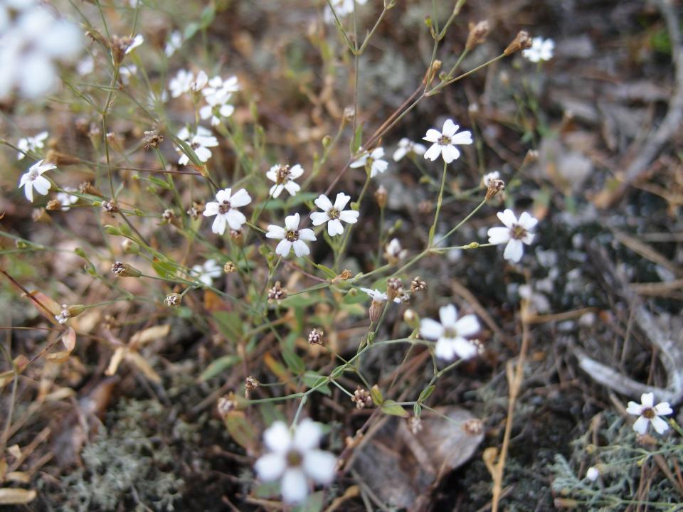 Kalliokohokki on valkoinen avokallioilla ja jyrkänteillä kasvava kukka. 