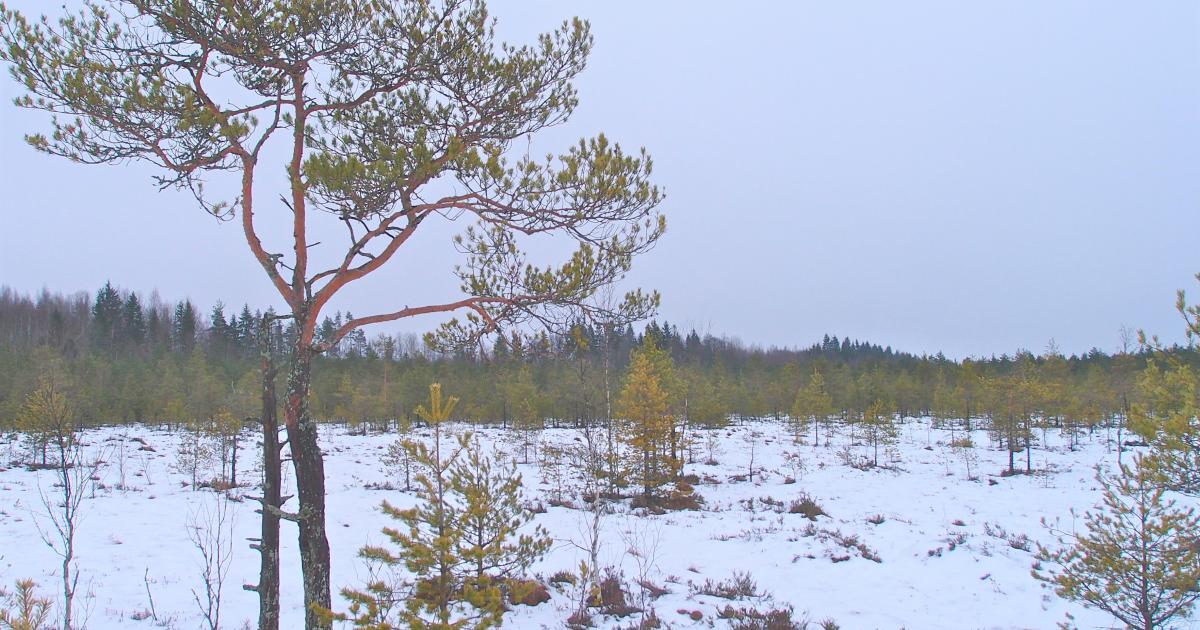 keimolan-isosuon-luonnonsuojelualue-vantaa